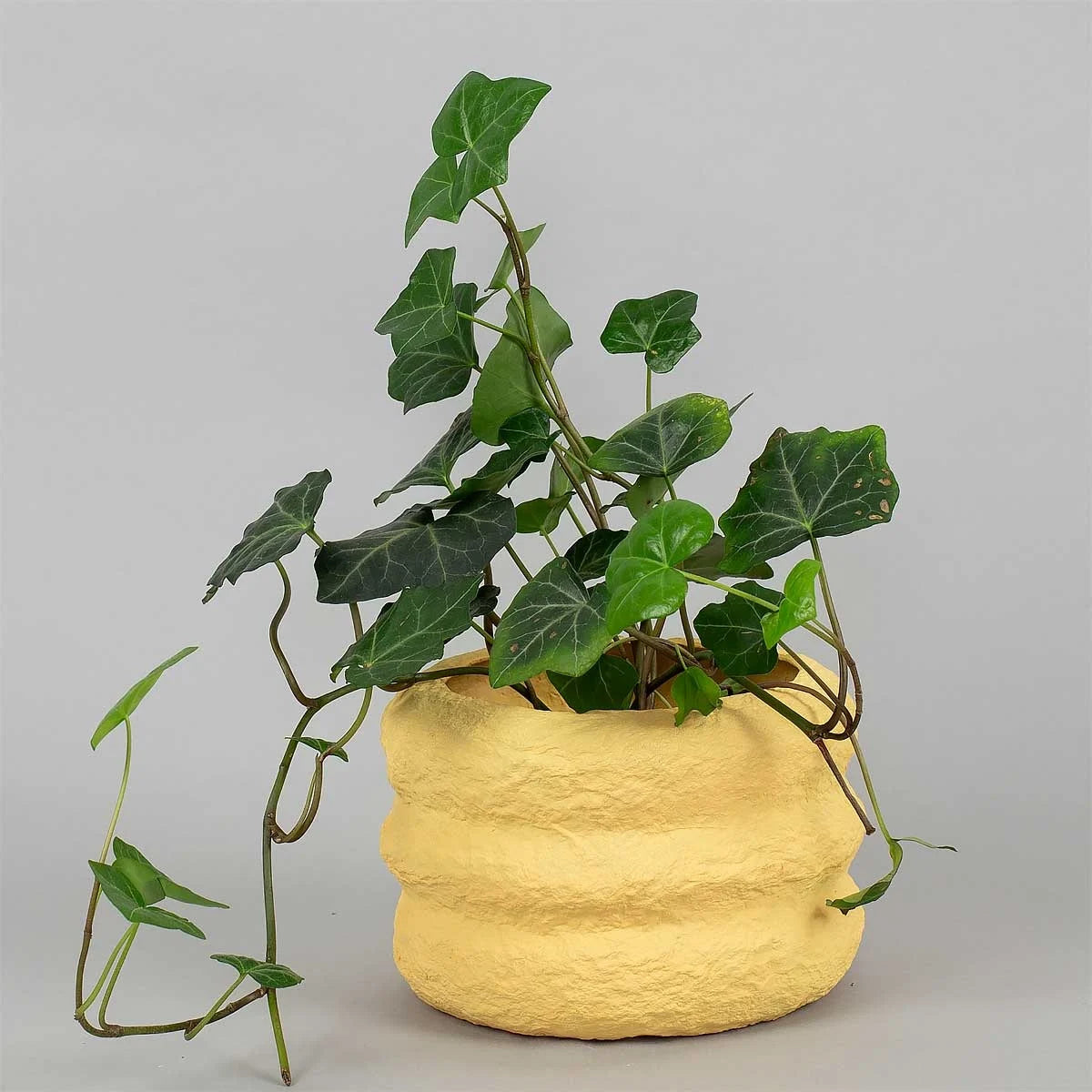PAPIER Pot