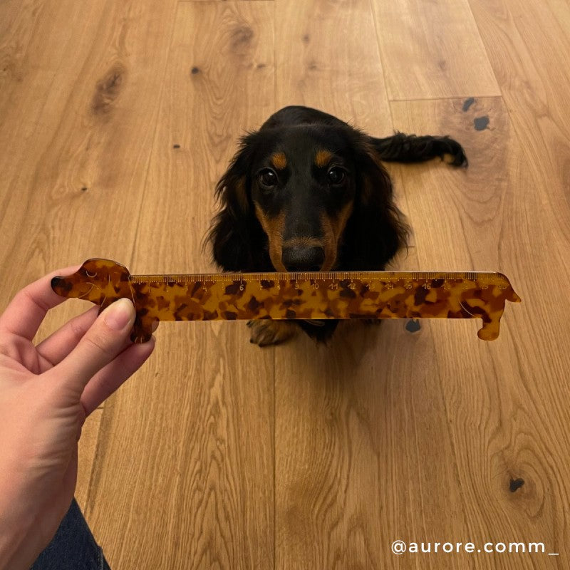 Dachshund Ruler