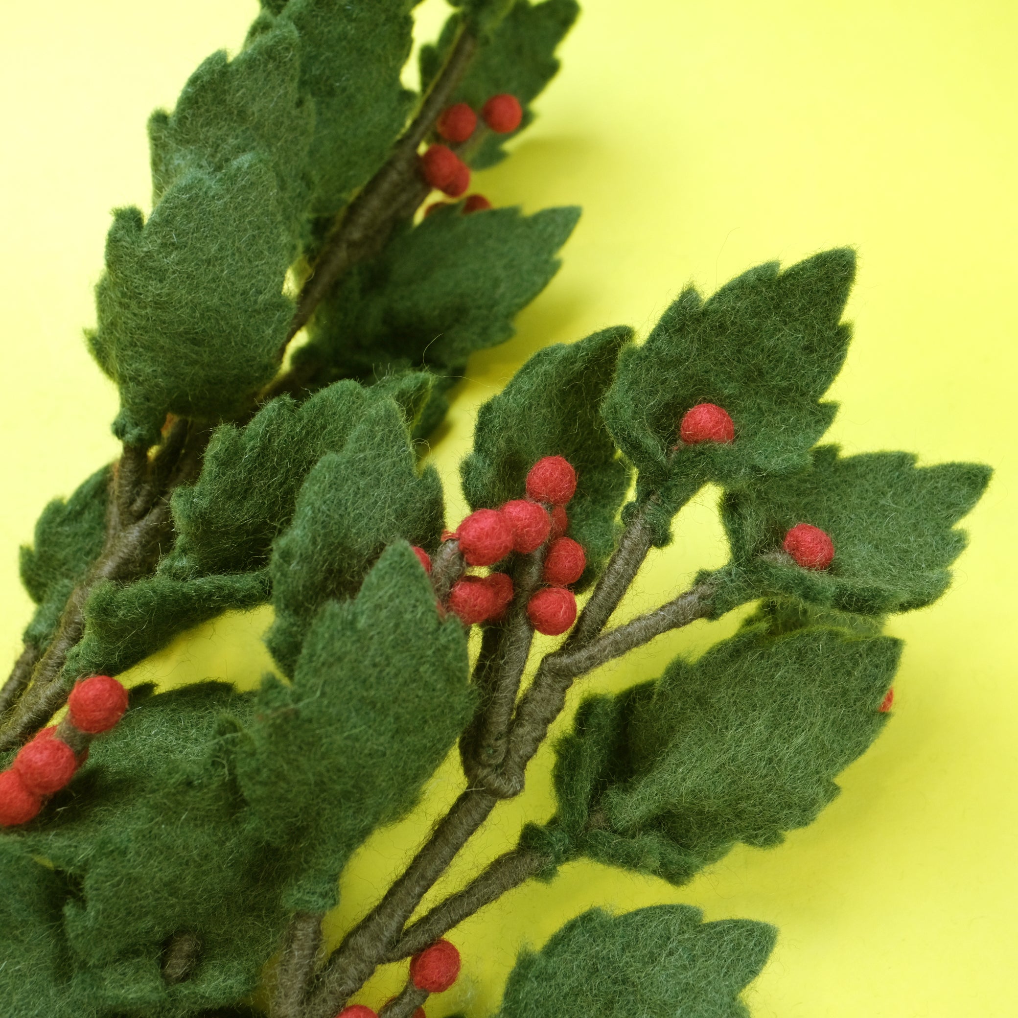 Holly Branch