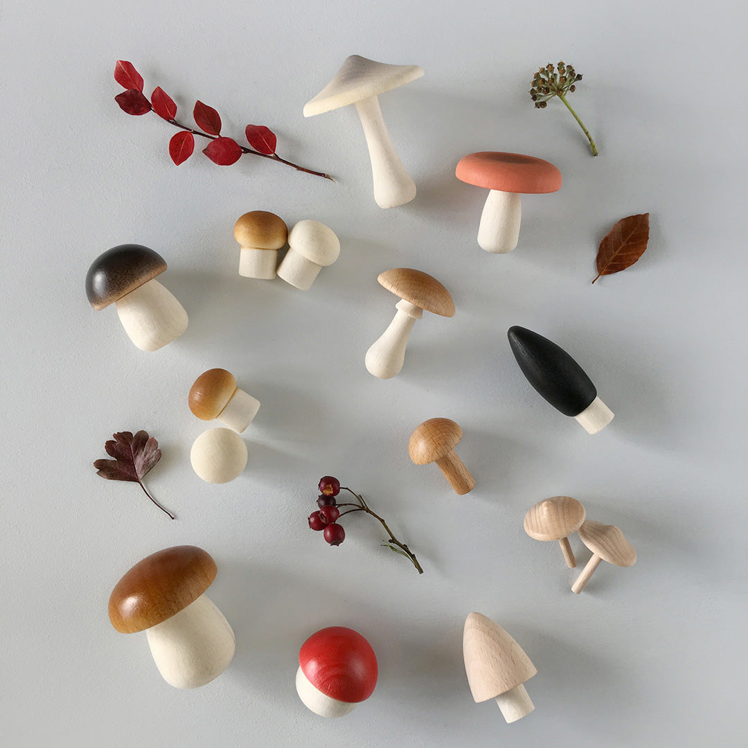 Forest Mushrooms in a box