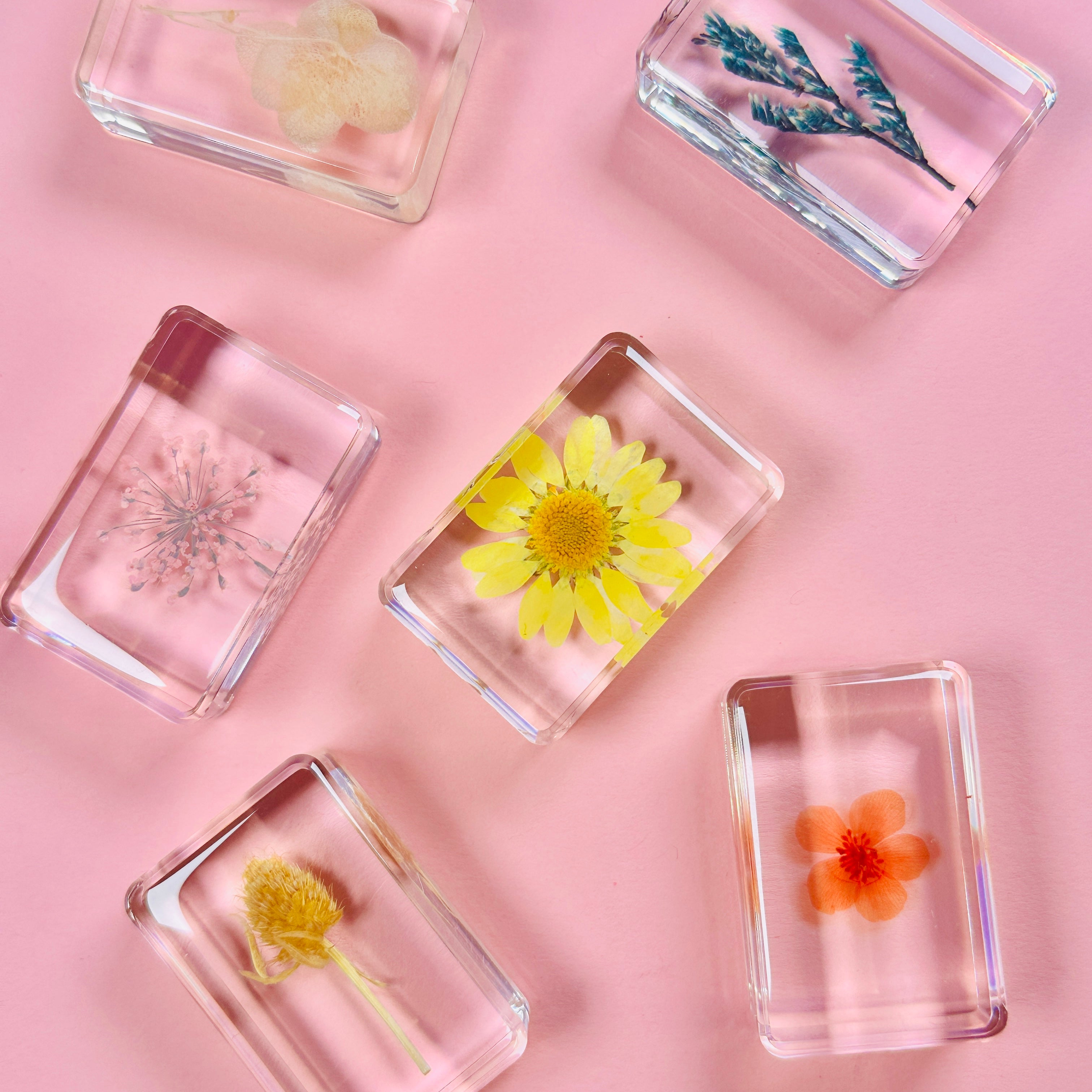 Wildflower Cube Small (Random Pick)