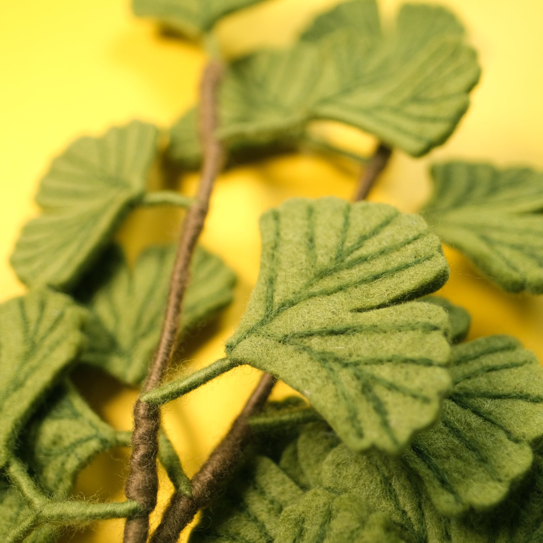 Ginkgo Biloba Branch