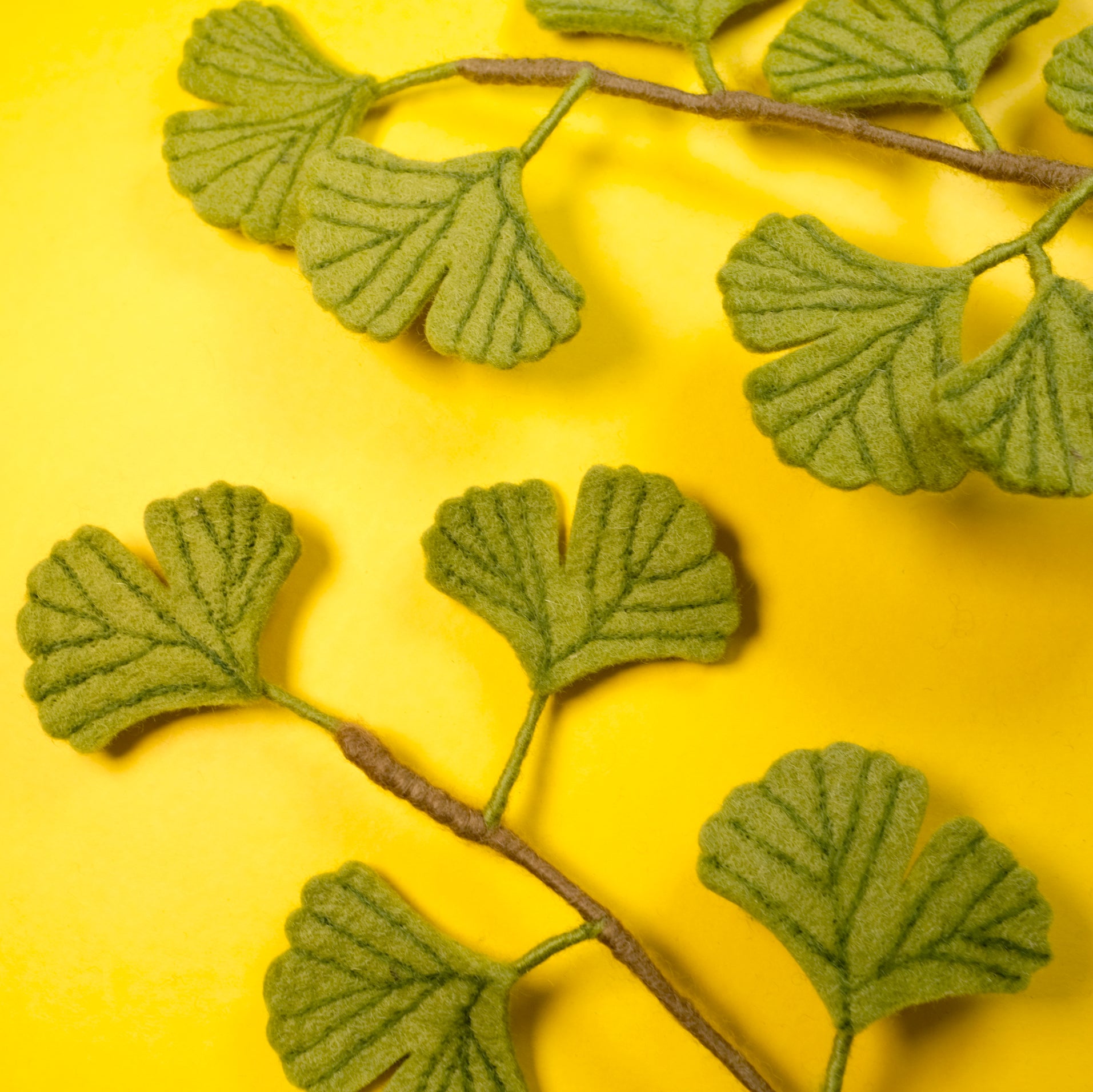 Ginkgo Biloba Branch