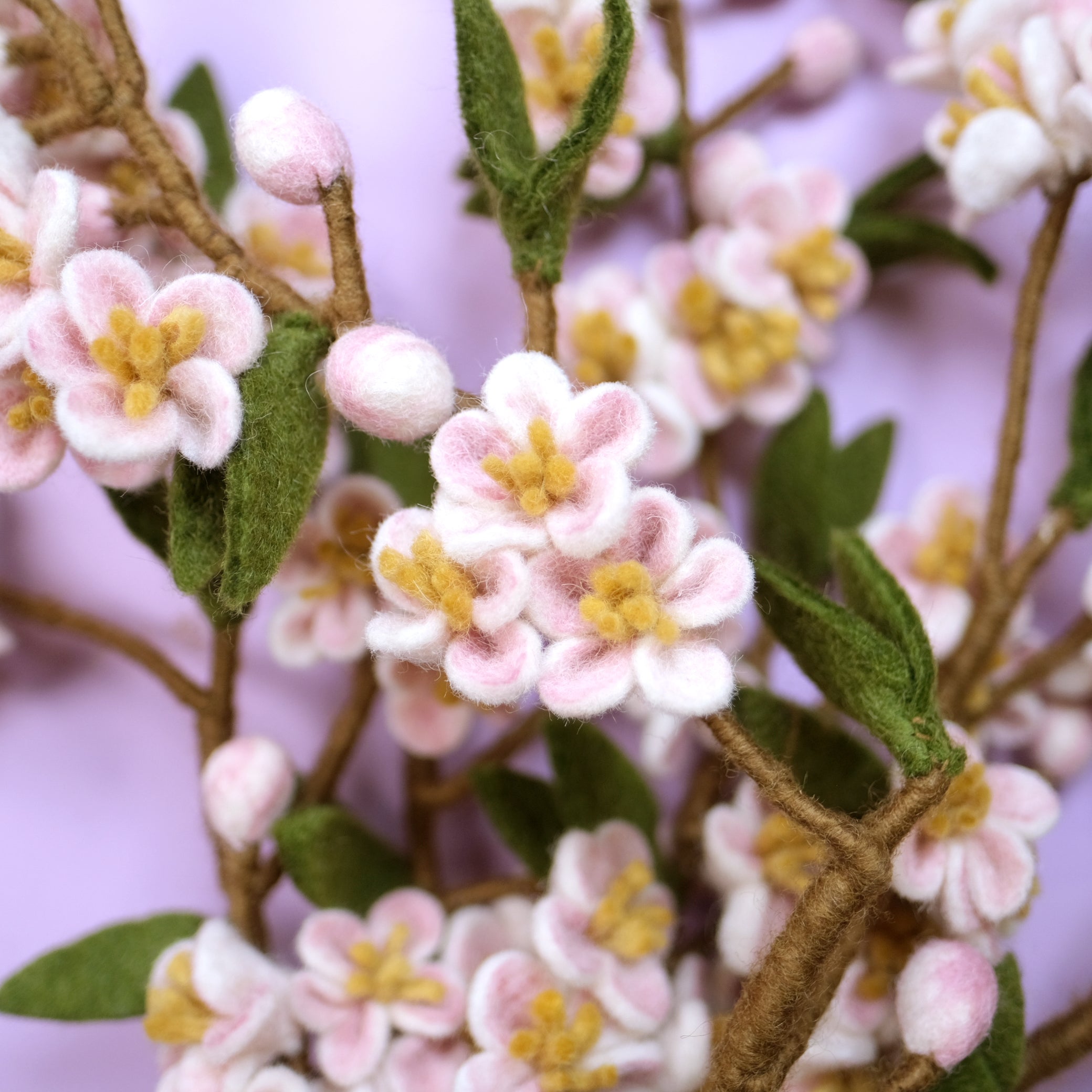 Cherry Blossom Branch