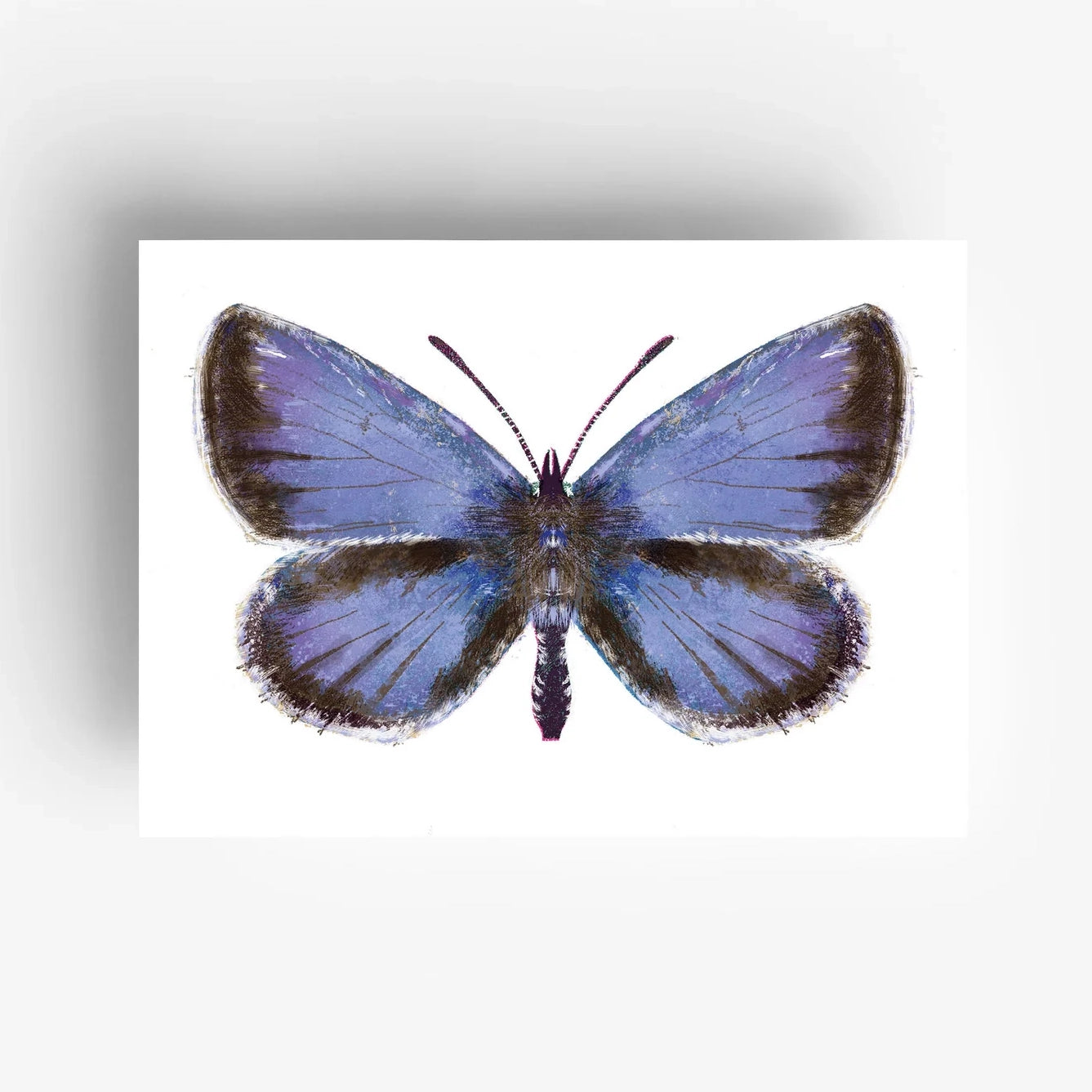 Butterfly Postcard Set (12 pcs)