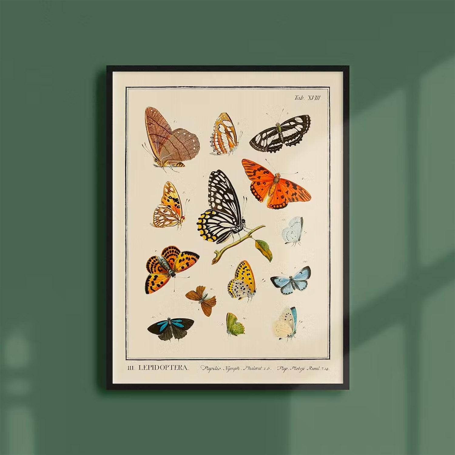 Insectes - Lepidoptera (21x30 cm)