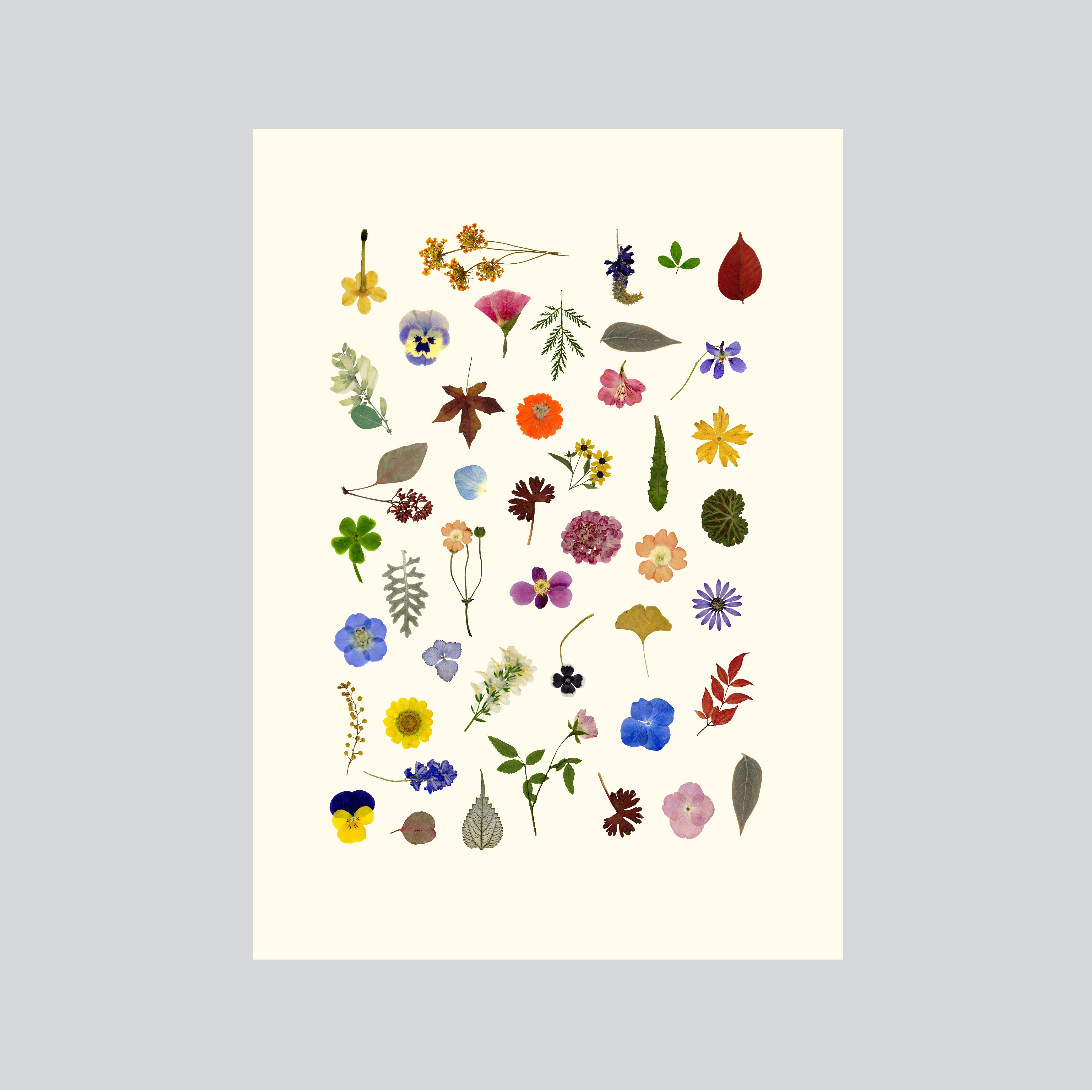 Post a card - Flower medley